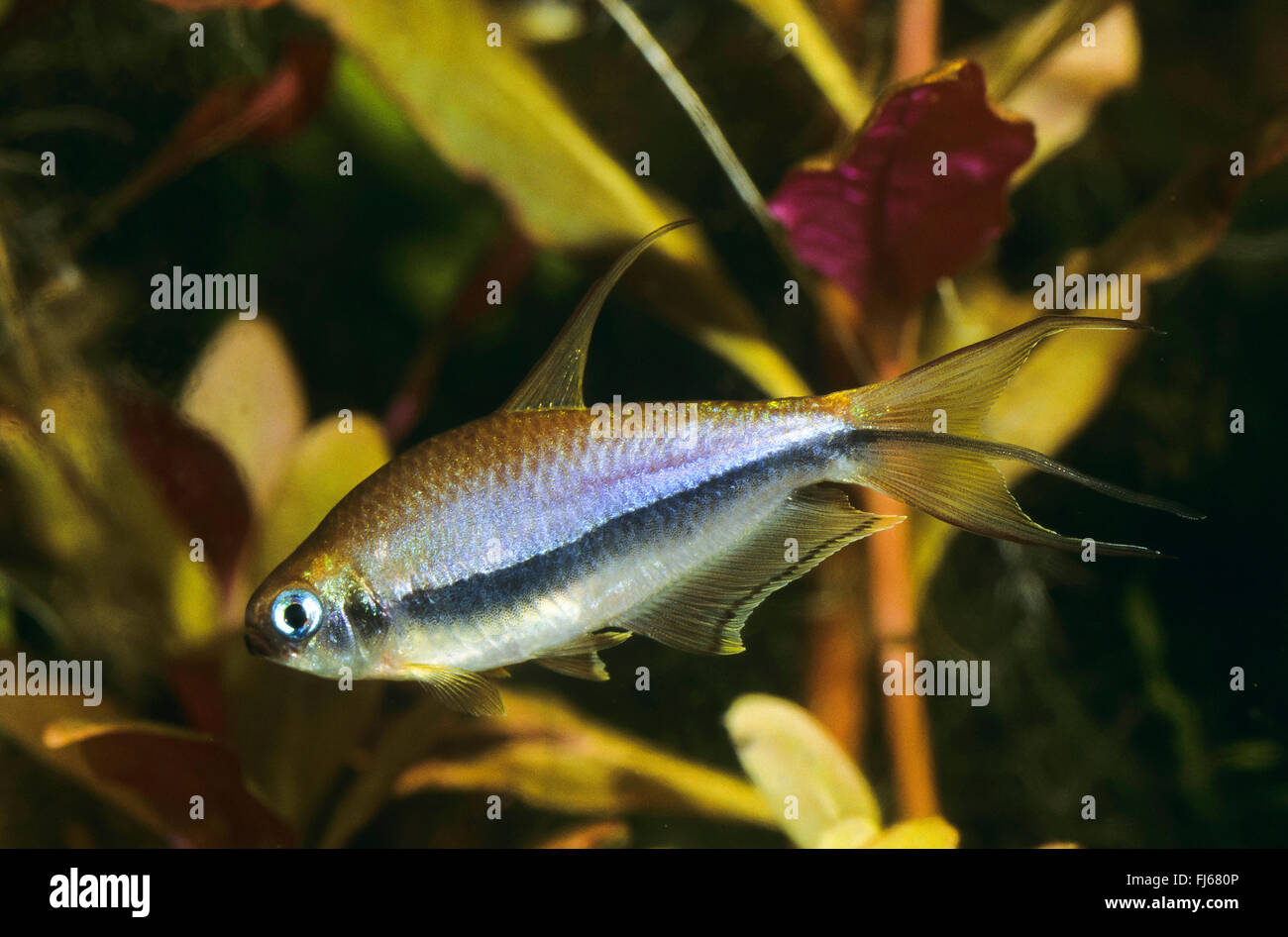 Black emperor tetra – side view, tropical freshwater
