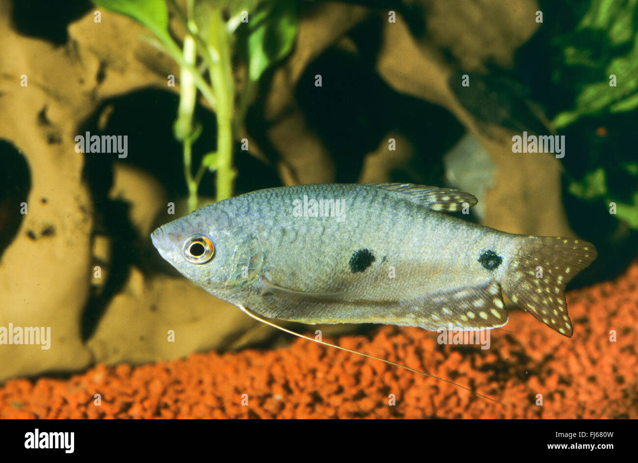 Three spot gourami, Blue gourami (Trichopodus trichopterus, Trichogaster trichopterus), swimming Stock Photo
