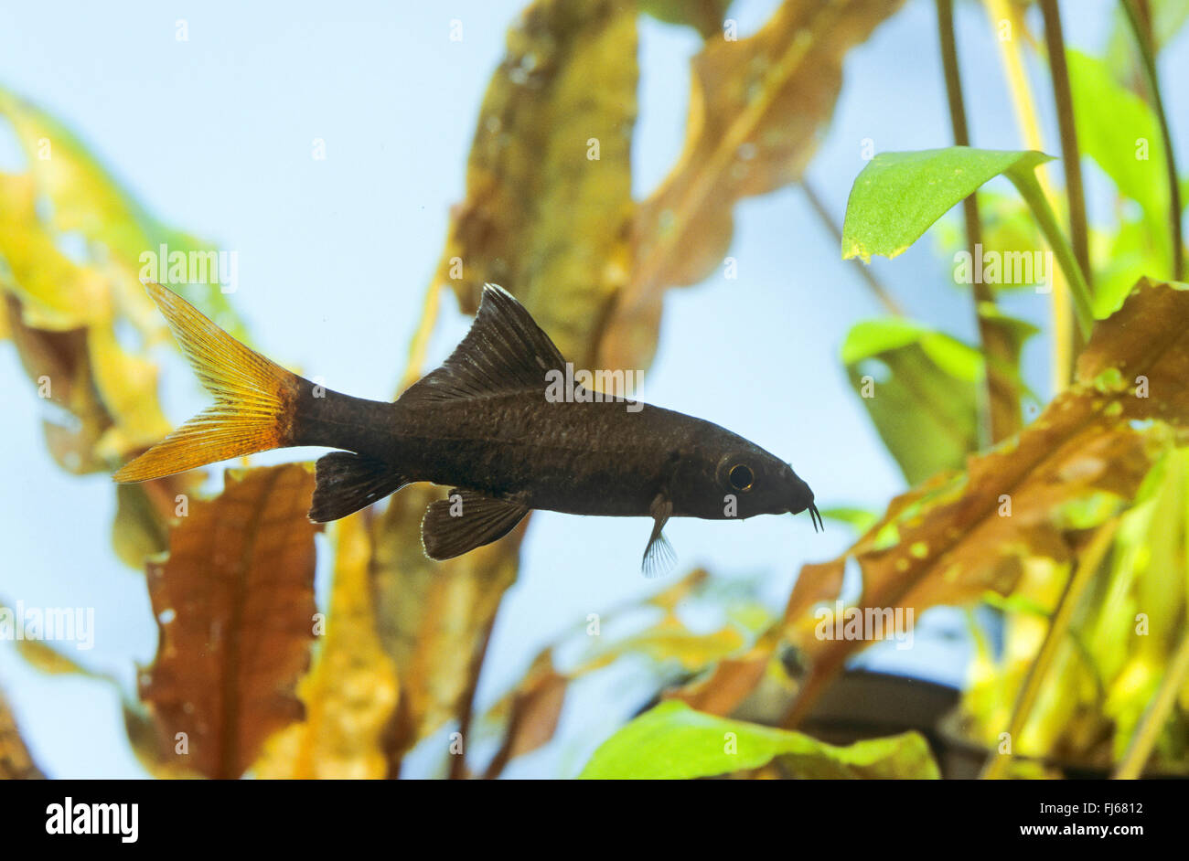 redtail sharkminnow, red-tailed shark, redtailed shark, red-tailed black shark, redtailed black shark, redtailed labeo, fire tail redtail sharkminnow (Epalzeorhynchos bicolor, Epalzeorhynchus bicolor, Labeo bicolor), swimming Stock Photo
