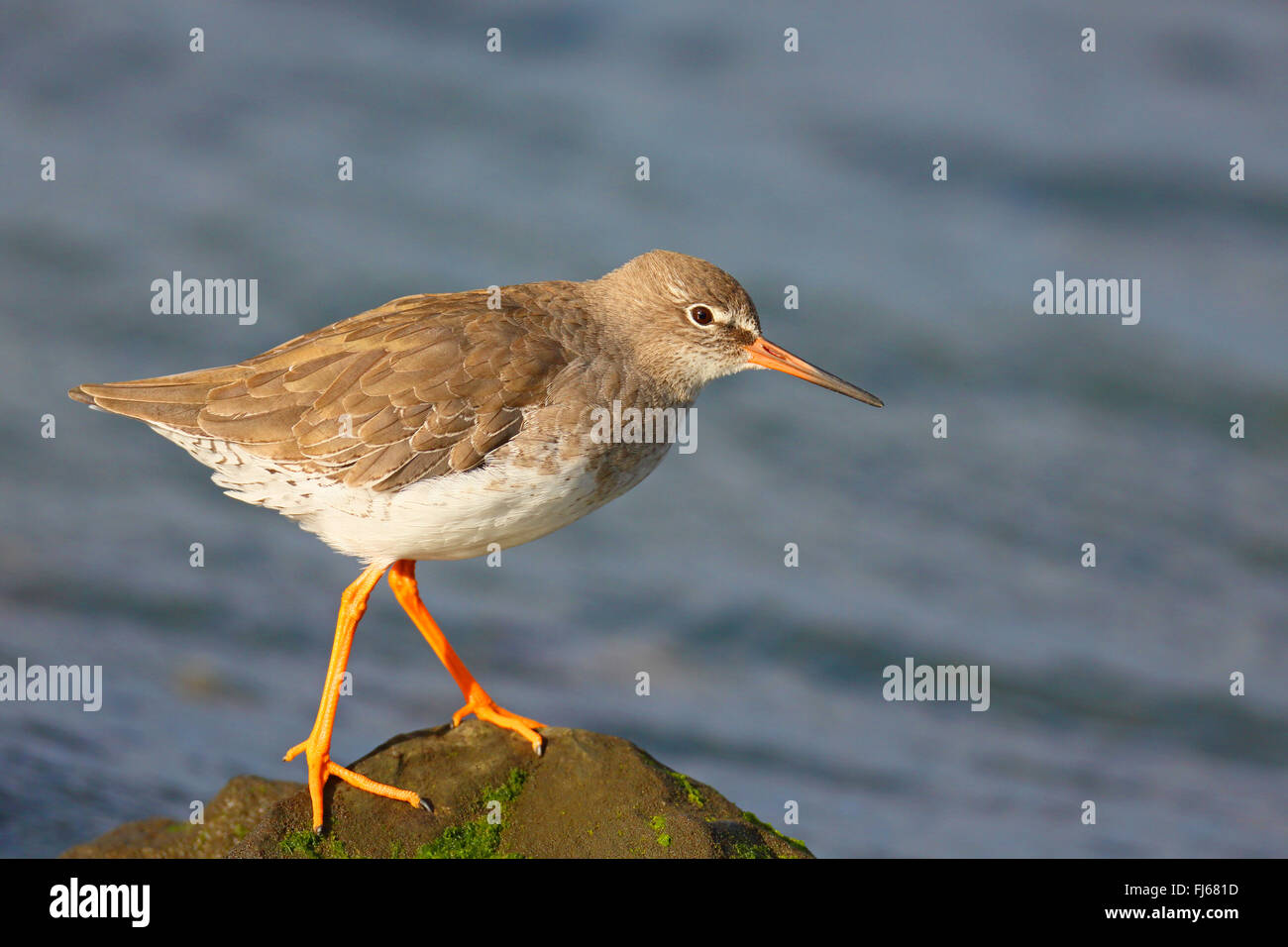 common redshank (Tringa totanus), stand on a stone in water, winter plumage, Netherlands, Frisia Stock Photo