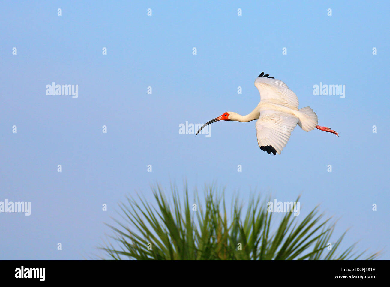 white ibis (Eudocimus albus), flying, USA, Florida, Merritt Island Stock Photo