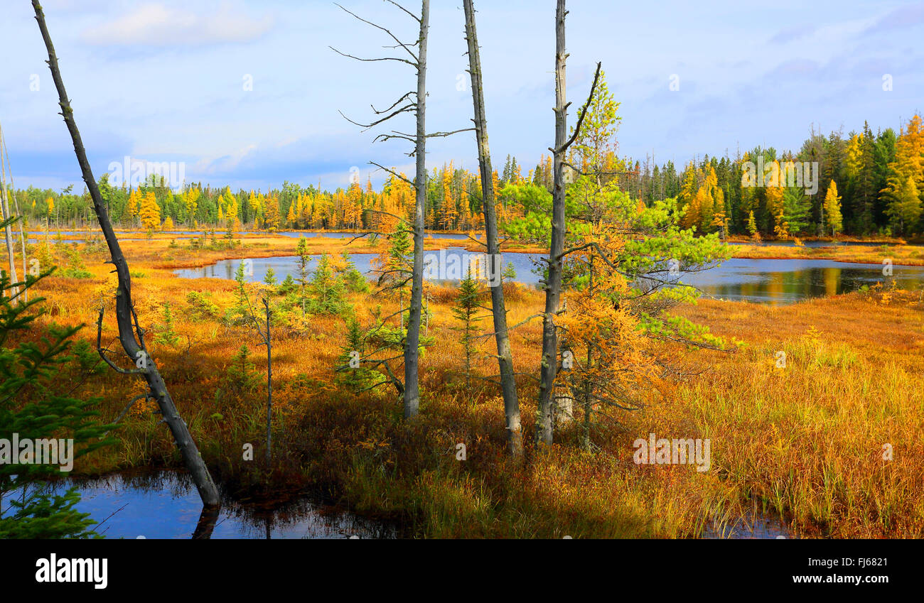 moor pond Mizzy Lake in autumn, Canada, Ontario, Algonquin Provincial Park Stock Photo