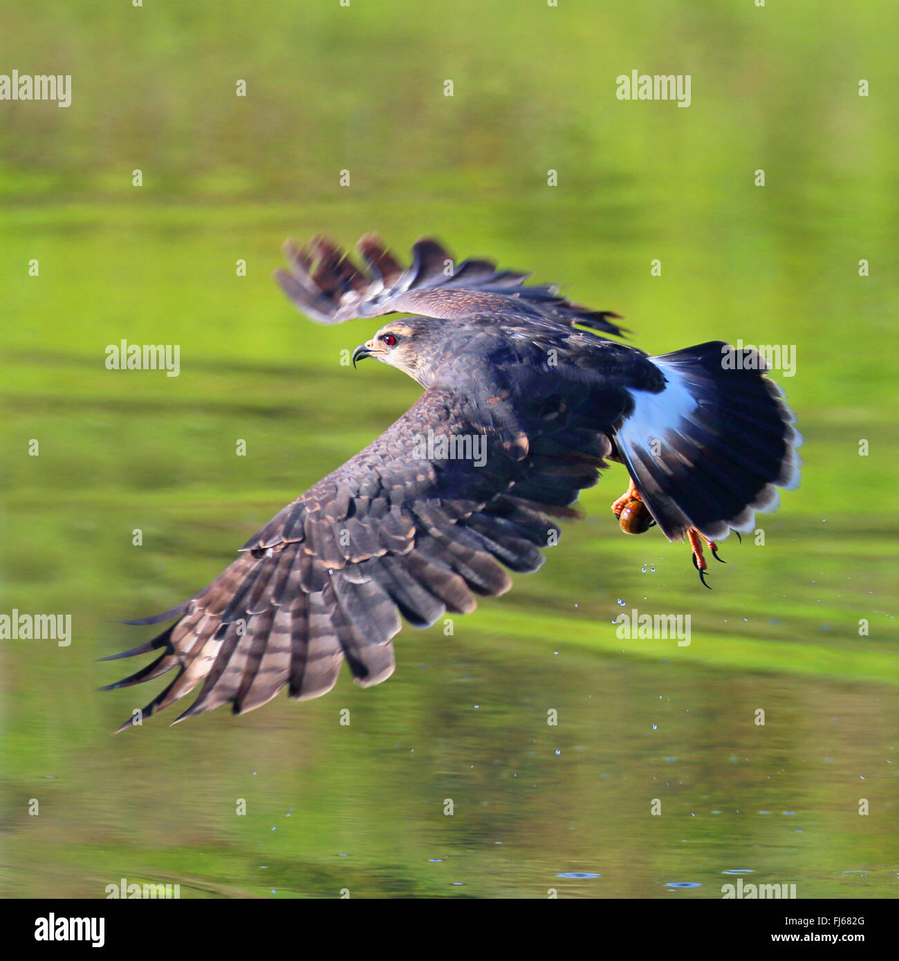 everglade kite, snail kite (Rostrhamus sociabilis), flying female with apple snail, USA, Florida Stock Photo