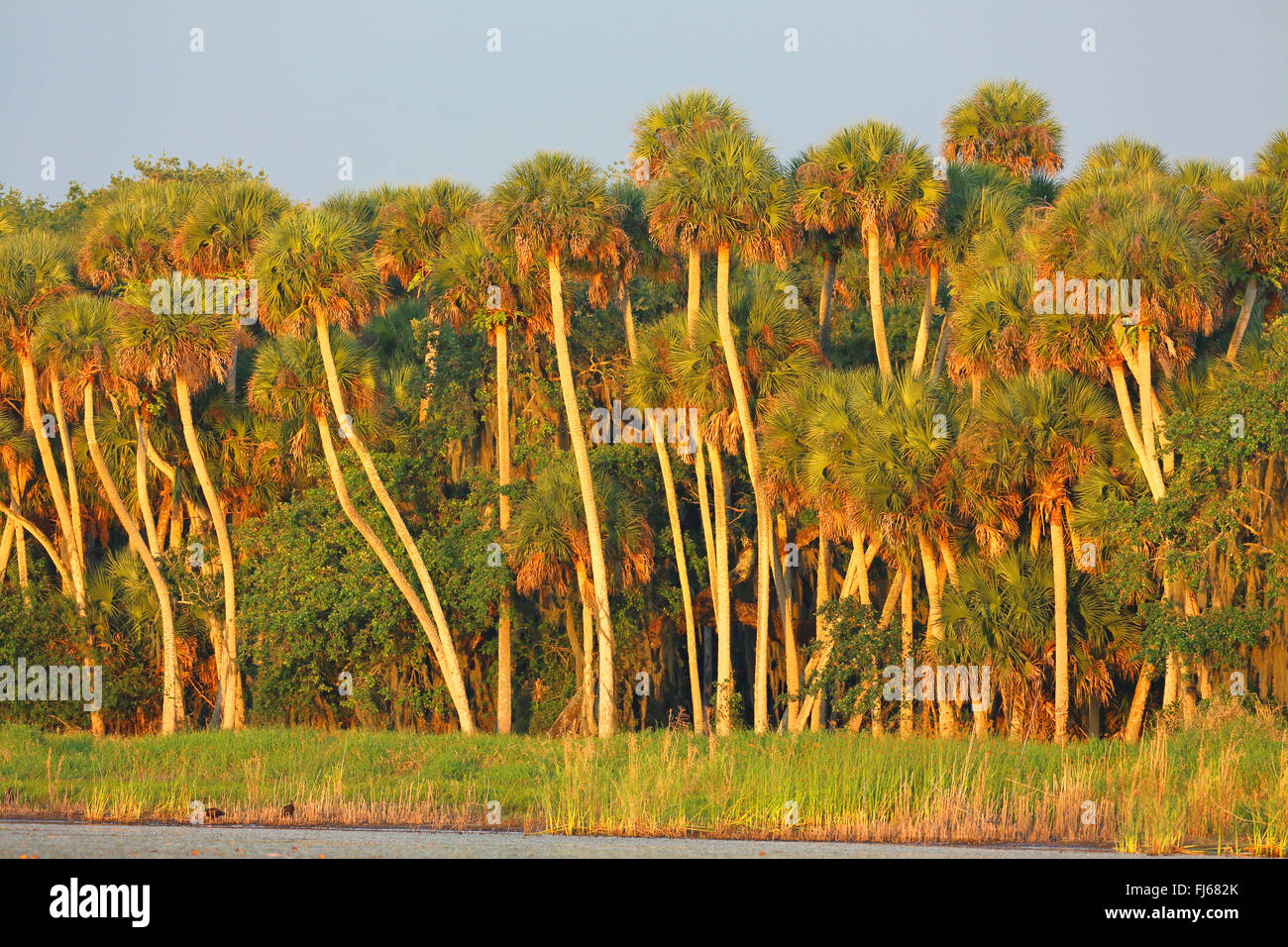 Sabal lake hi-res stock photography and images - Alamy