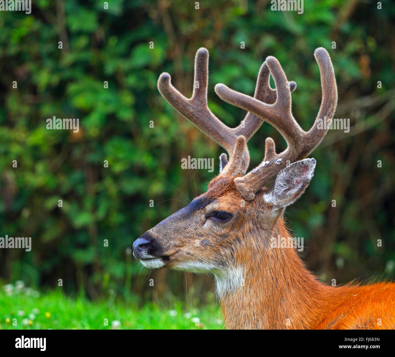 mule deer, black-tailed deer (Odocoileus hemionus), portrait of a male, Canada, British Columbia, Vancouver Island Stock Photo
