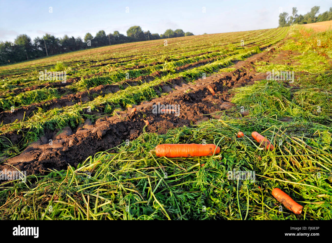 carrot (Daucus carota subsp. sativus, Daucus carota var. sativus), remains on harvested carrot field, Germany, North Rhine-Westphalia, Ruhr Area, Dortmund Stock Photo