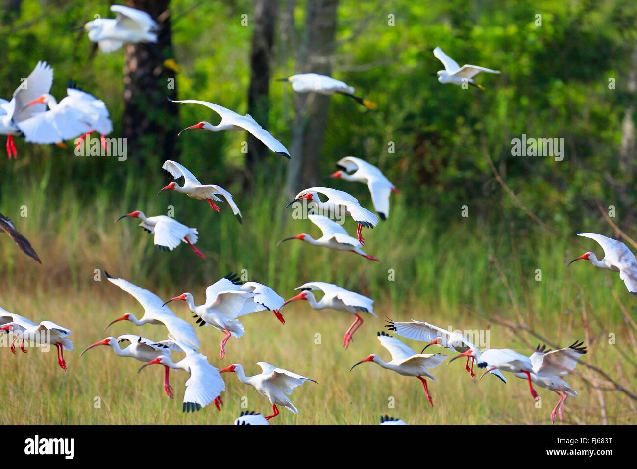 white ibis (Eudocimus albus), landing troop, USA, Florida, Merritt Island Stock Photo