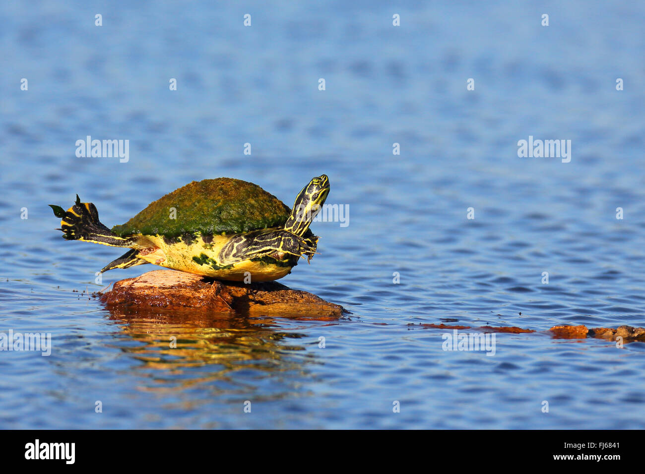 Florida redbelly turtle, Florida red-bellied turtle (Pseudemys rubriventris nelsoni, Chrysemys nelsoni, Pseudemys nelsoni), sunbathing on a stone, USA, Florida, Viera Wetlands Stock Photo