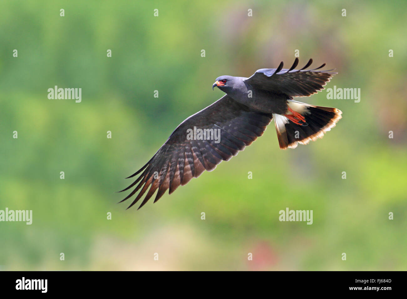 everglade kite, snail kite (Rostrhamus sociabilis), flying male, USA, Florida Stock Photo