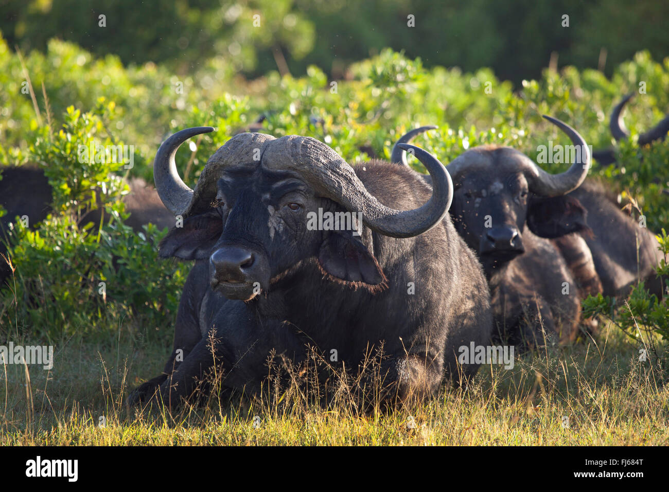 African buffalo (Syncerus caffer), two resting buffalos, Kenya, Masai Mara National Park Stock Photo