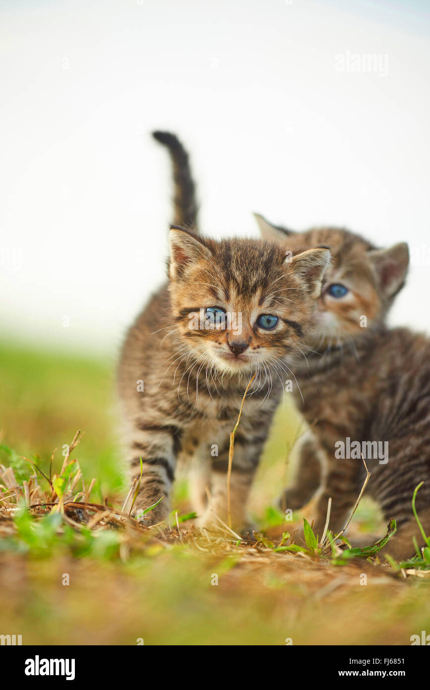 domestic cat, house cat (Felis silvestris f. catus), kitten with one sibling in a meadow, Germany Stock Photo