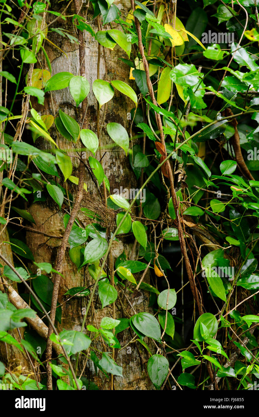 creepers in tropical rainforest, New Caledonia, Ile des Pins Stock