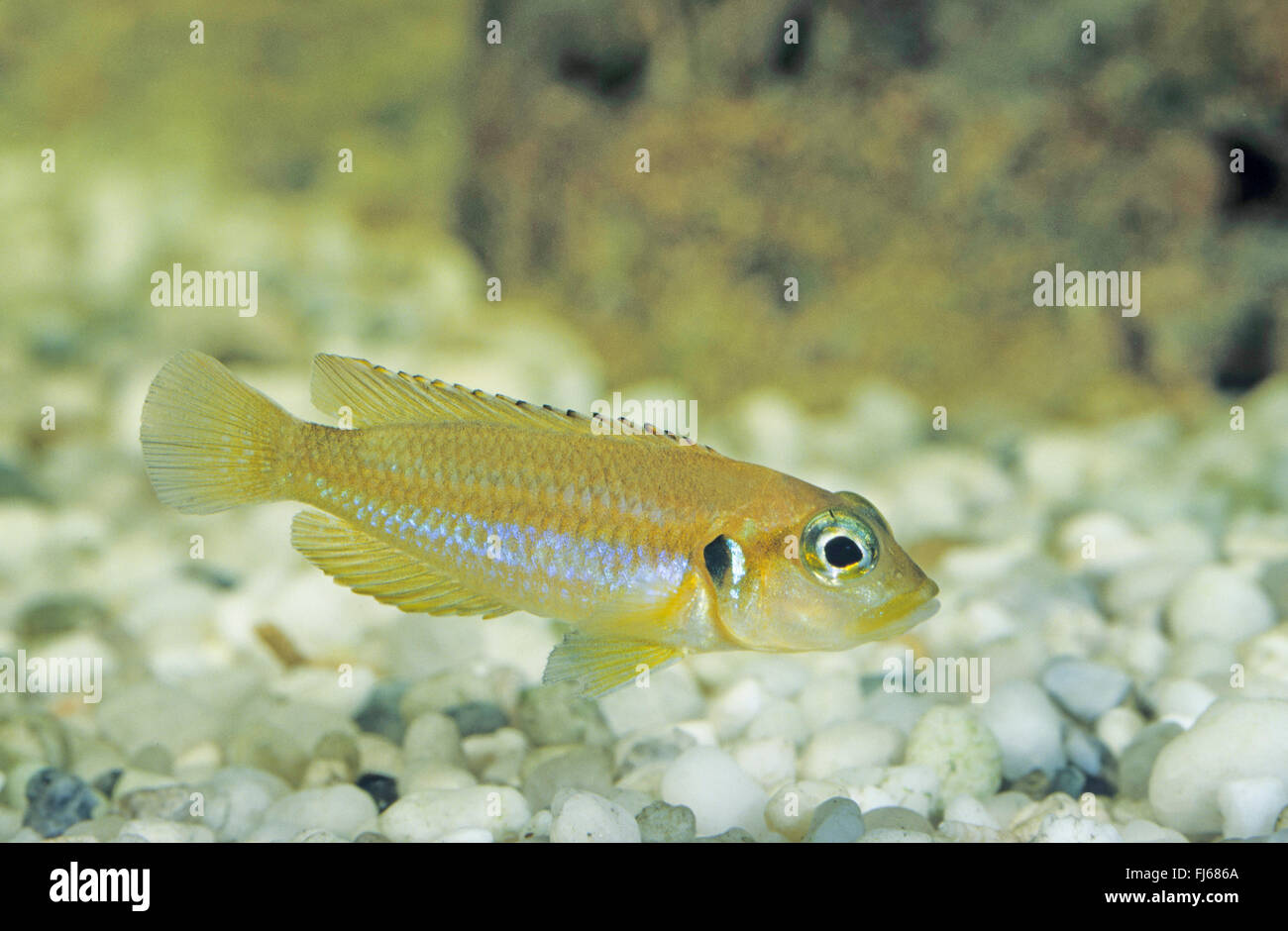 Tanganjika shellfish (Lamprologus ocellatus, Lamprologus ocellata, Neolamprolagus ocellatus), swimming Stock Photo