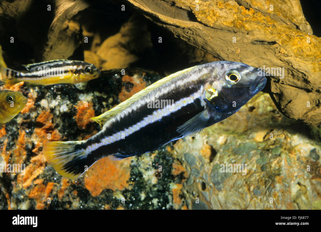Golden mbuna, Auratus cichlid, Malawi golden cichlid (Melanochromis auratus, Pseudotropheus auratus), male and female Stock Photo