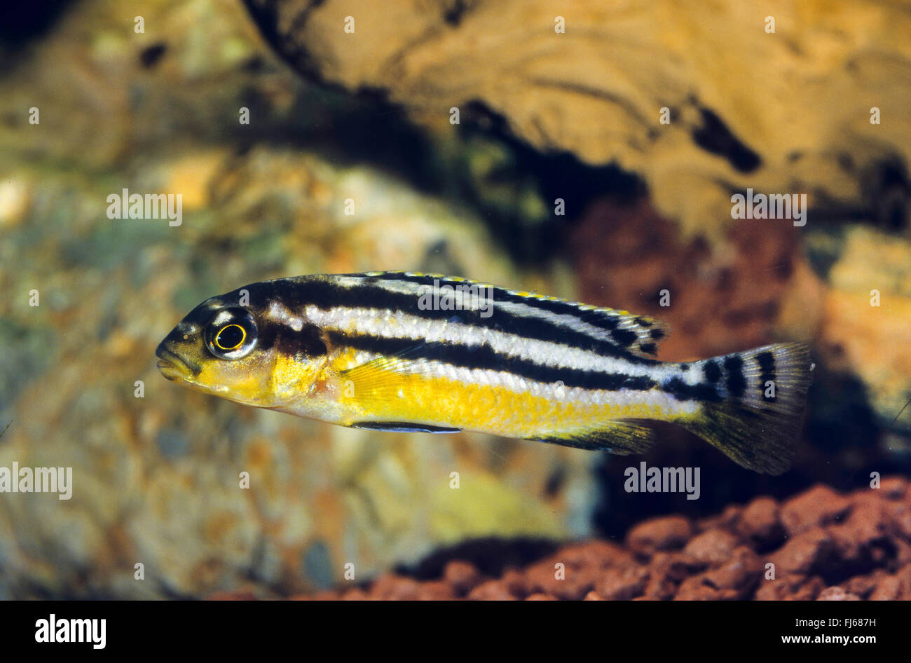 Golden mbuna, Auratus cichlid, Malawi golden cichlid (Melanochromis auratus, Pseudotropheus auratus), female Stock Photo