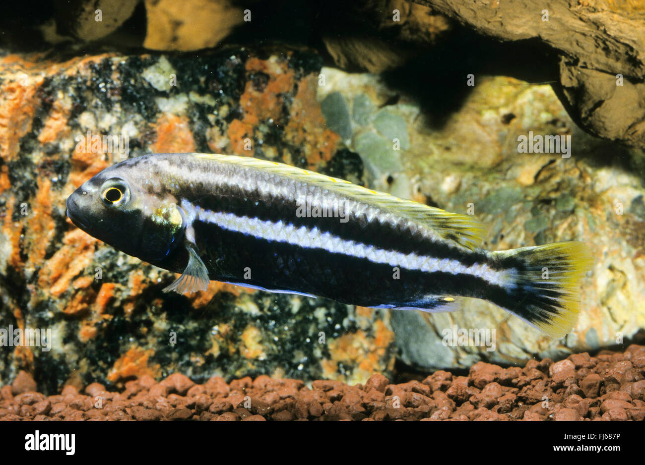 Golden mbuna, Auratus cichlid, Malawi golden cichlid (Melanochromis auratus, Pseudotropheus auratus), male Stock Photo