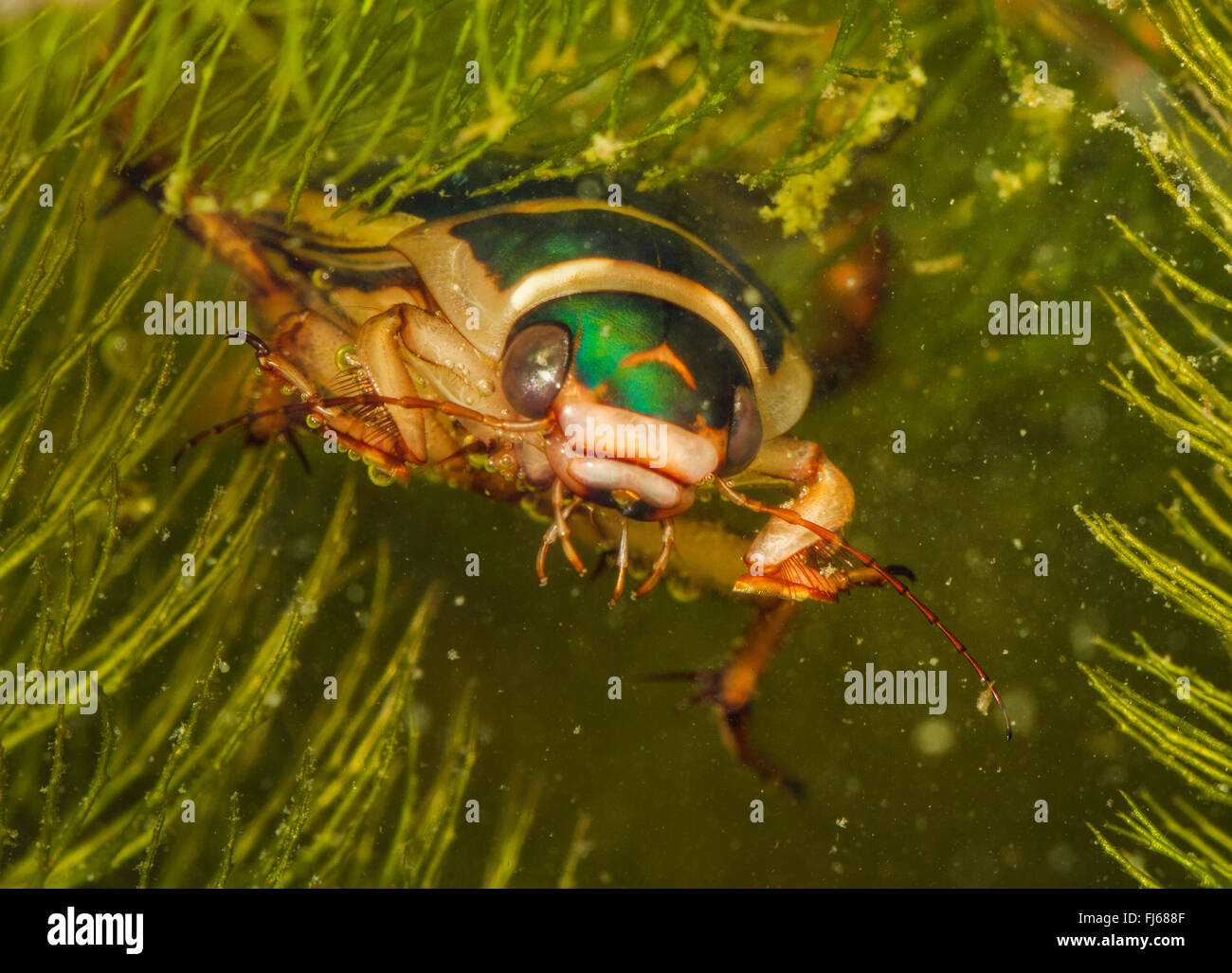 Great diving beetle (Dytiscus marginalis), male, Germany Stock Photo