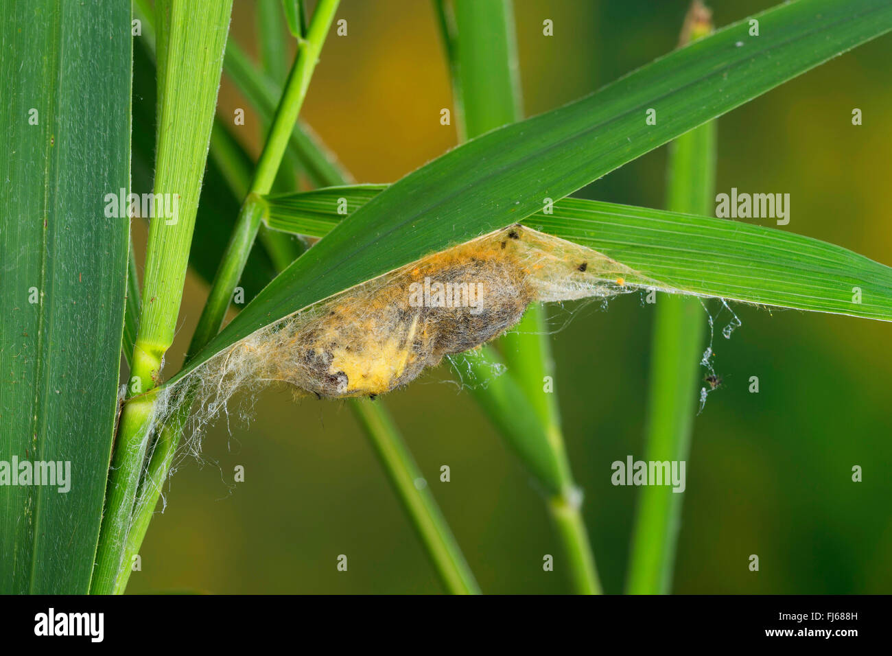 The Drinker (Philudoria potatoria, Euthrix potatoria), pupa in a cocoon at a blade of grass, Germany Stock Photo