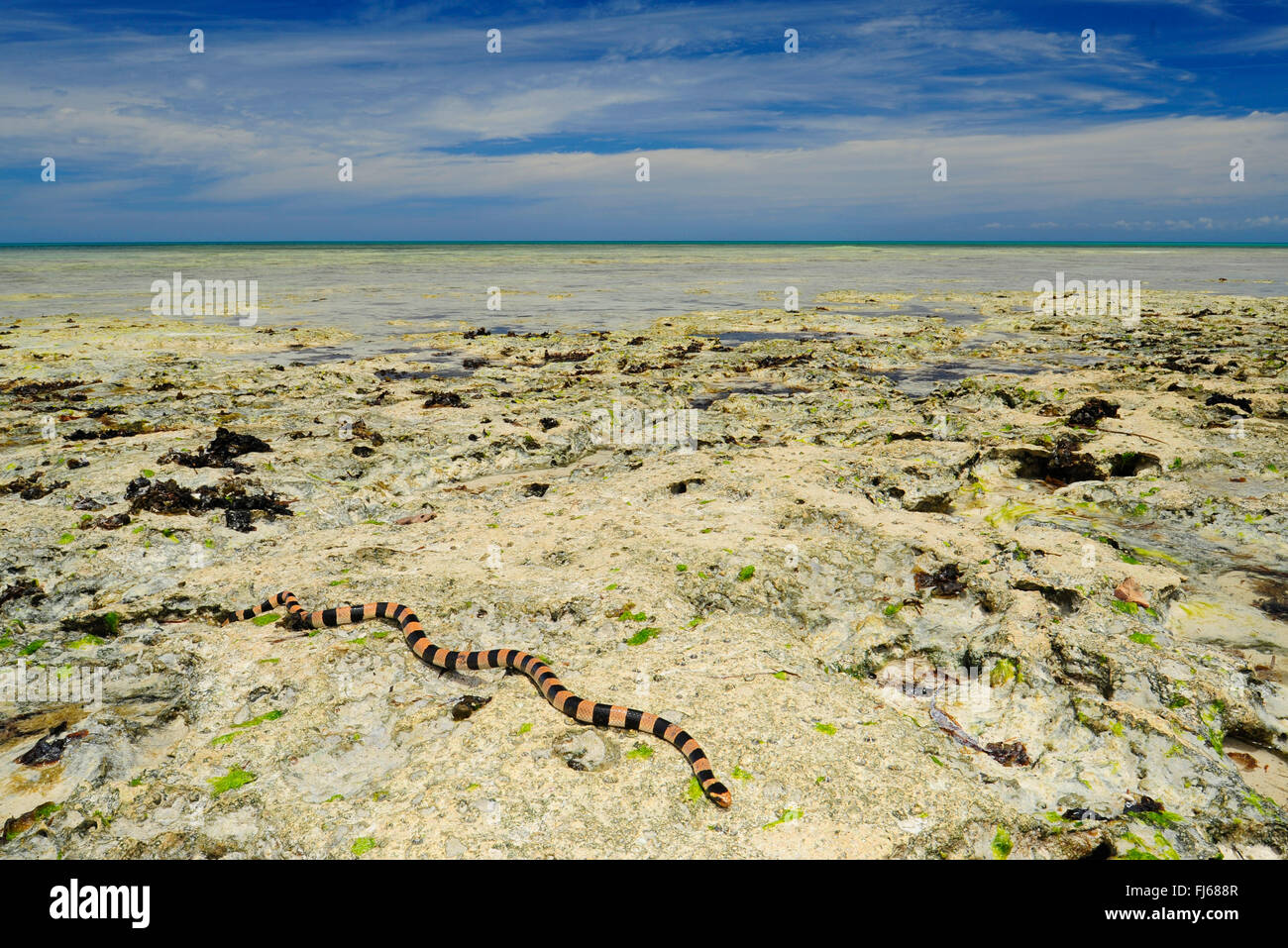 Banded yellow-lipped sea krait, Banded yellow-lipped sea snake, Banded sea snake (Laticauda colubrina), sea snake at the seascape, New Caledonia, Ile des Pins Stock Photo