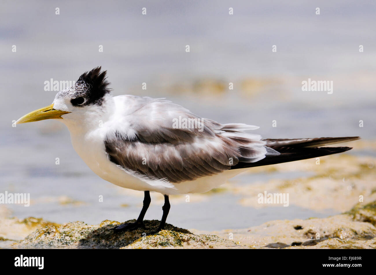 greater crested tern (Thalasseus bergii, Sterna bergii), juvenile greater crested tern on the beach, New Caledonia, Ile des Pins Stock Photo