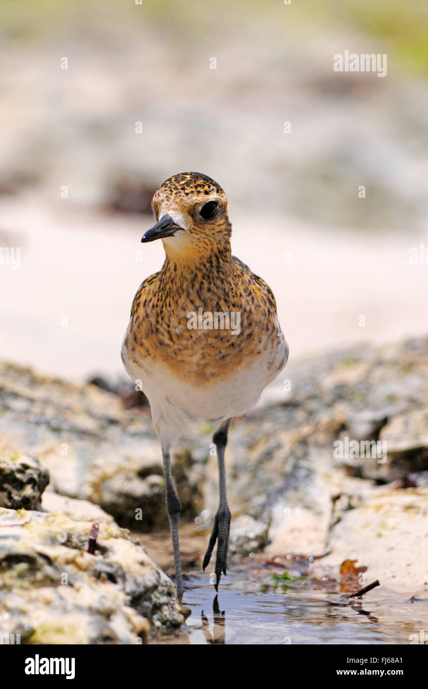Pacific golden plover (Pluvialis fulva), walking in a slop, New Caledonia, Ile des Pins Stock Photo