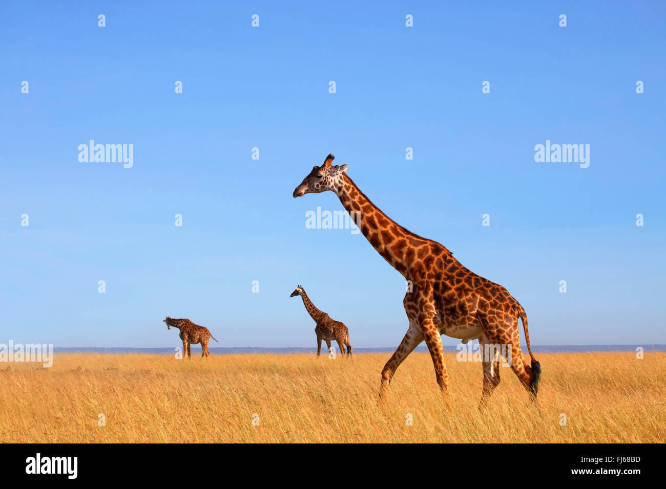 Masai giraffe (Giraffa camelopardalis tippelskirchi), three giraffes in savannah, Kenya, Masai Mara National Park Stock Photo