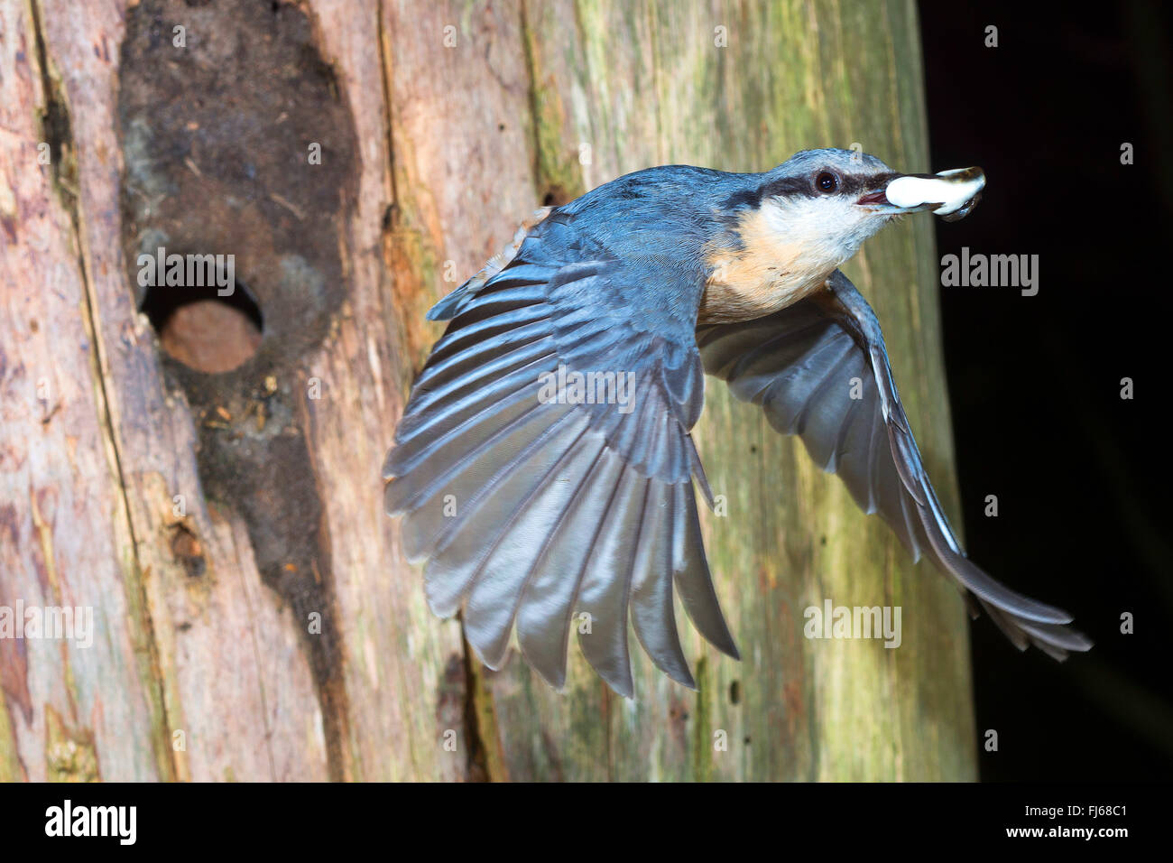 Eurasian nuthatch (Sitta europaea), taking off the breeding cave, entrance was made by the bird smaller with clay, Germany, North Rhine-Westphalia Stock Photo