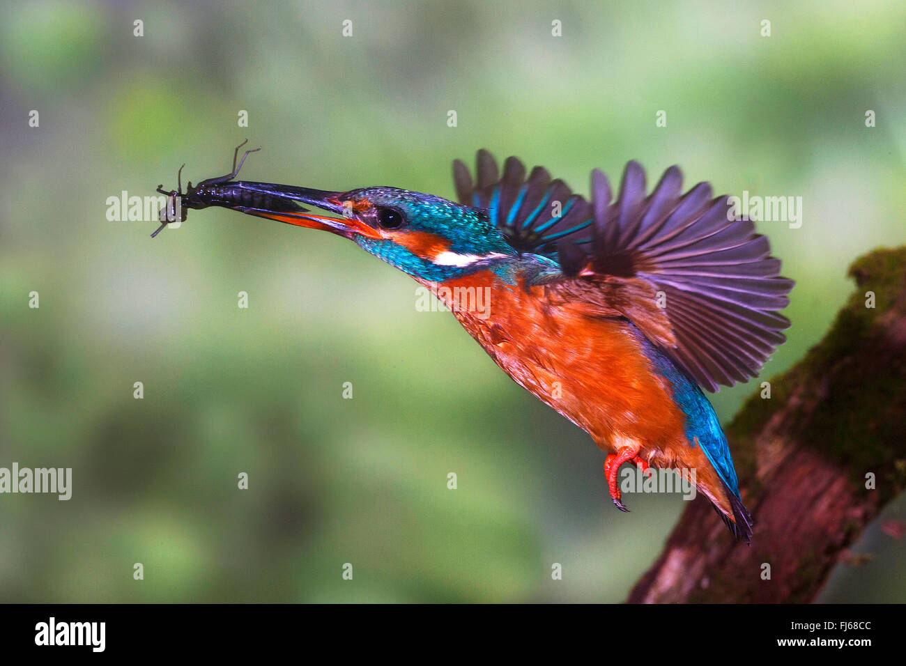 river kingfisher (Alcedo atthis), in flight with insect in its bill, Germany, North Rhine-Westphalia Stock Photo