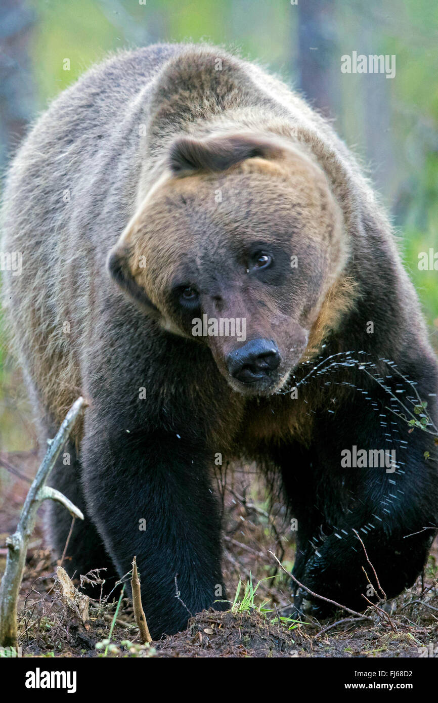 European brown bear (Ursus arctos arctos), shaking water off, Finland, Kajaani Region Kuhmo, Kuikka Stock Photo