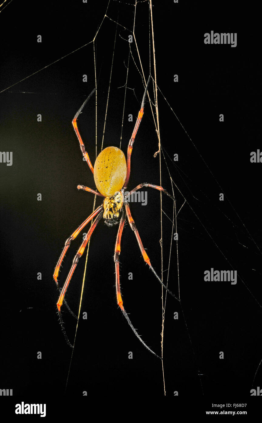 silk spiders (Nephilengys spec.), spider in its web, New Caledonia, Ile des Pins Stock Photo