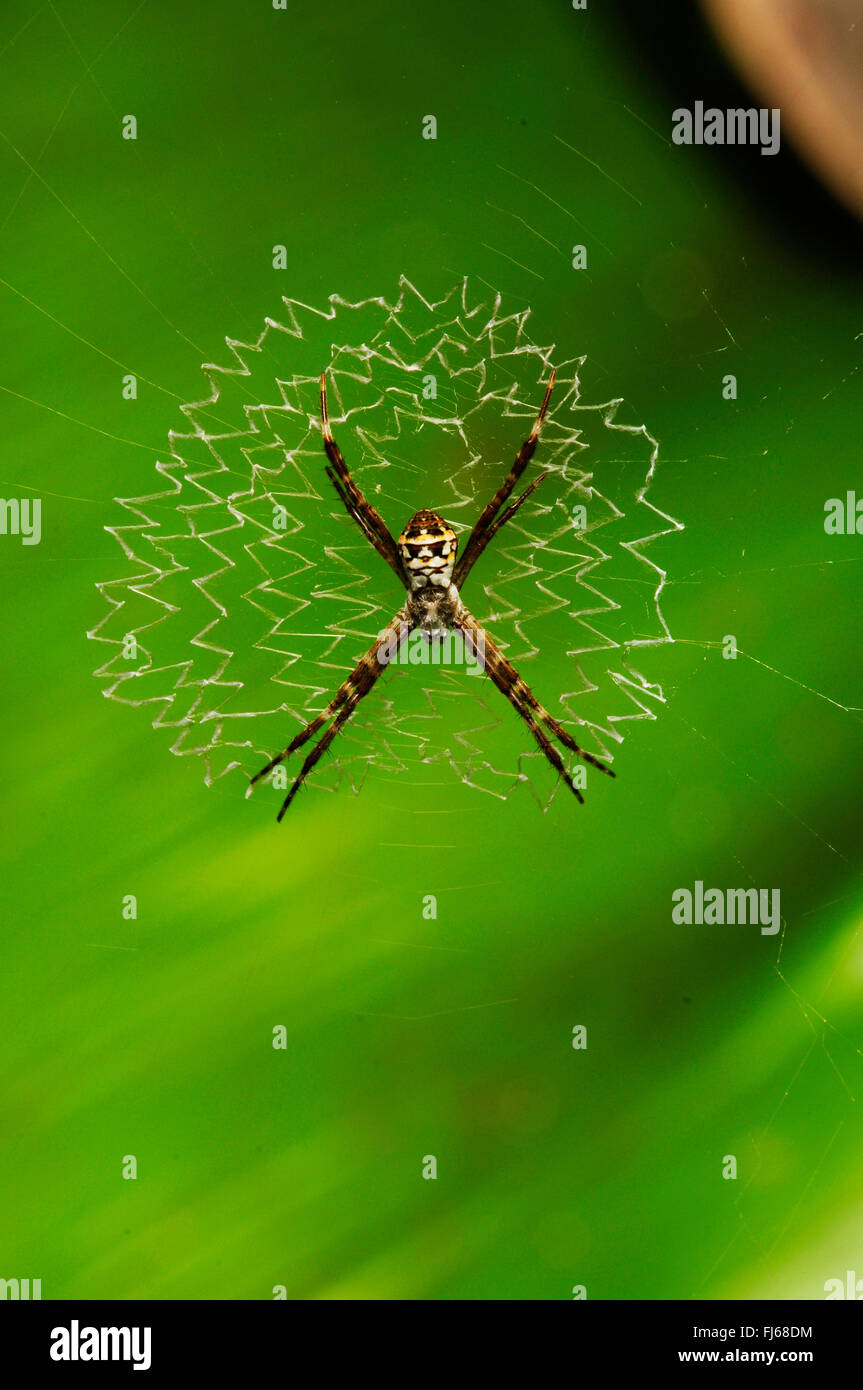 Argiope Spider (Argiope spec.), spider in its web, New Caledonia, Ile des Pins Stock Photo