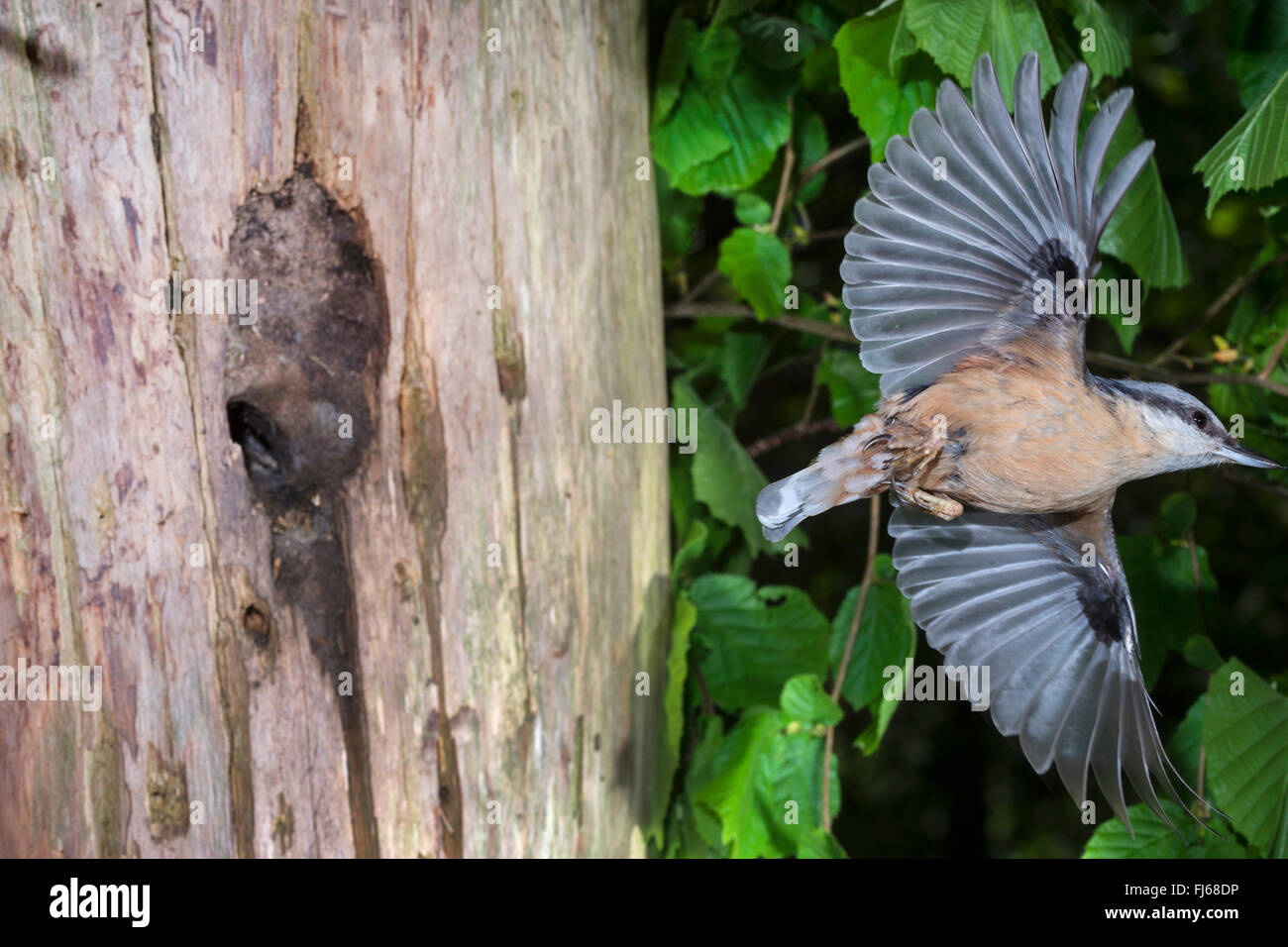 Eurasian nuthatch (Sitta europaea), taking off the breeding cave, entrance was made by the bird smaller with clay, Germany, North Rhine-Westphalia Stock Photo