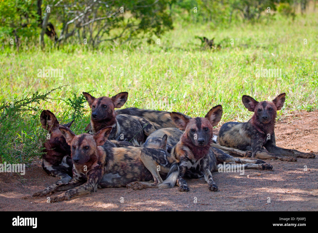 African wild dog, African hunting dog, Cape hunting dog, Painted dog, Painted wolf, Painted hunting dog, Spotted dog, Ornate wolf (Lycaon pictus), pack lying in shadow, South Africa, Krueger National Park Stock Photo