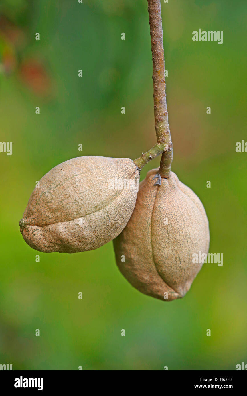 California buckeye (Aesculus californica), fruits Stock Photo