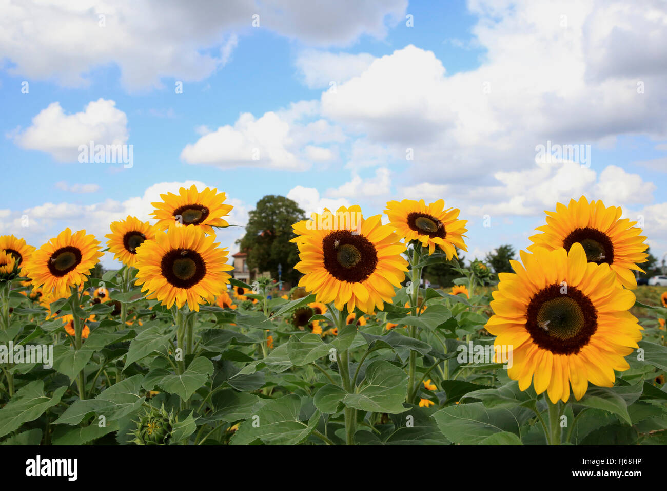 common sunflower (Helianthus annuus), sunflower field, Germany Stock