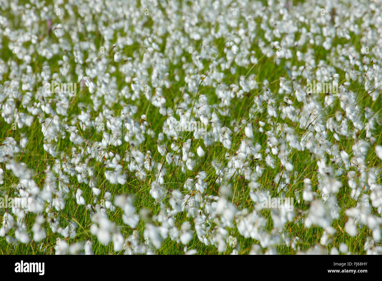 cotton-grass (Eriophorum spec.), fruiting, Switzerland, St. Gallen Stock Photo