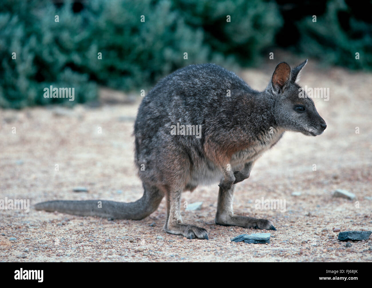 Woylie, Short-nosed rat-kangaroo (Bettongia penicillata), in its habitat, Australia, Zentralaustralien Stock Photo