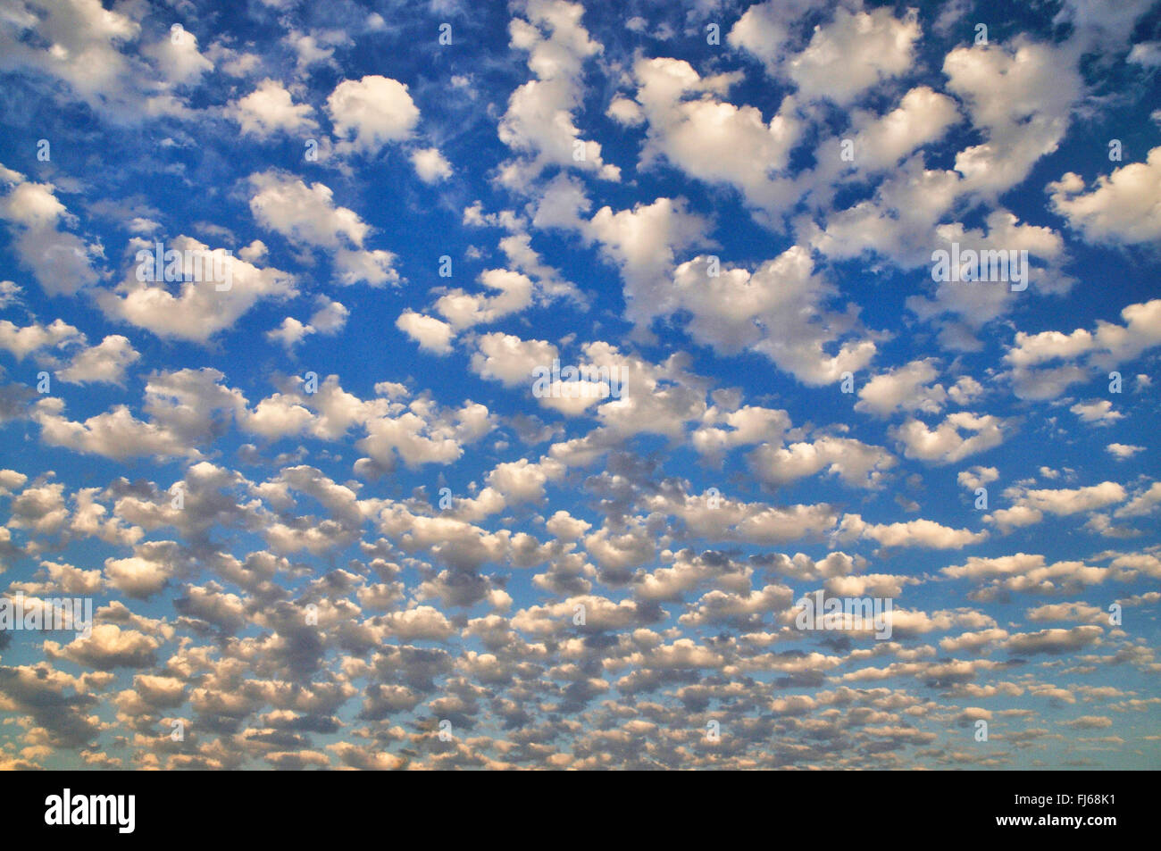 altocumulus stratiformis clouds in evening light, France, Brittany Stock Photo