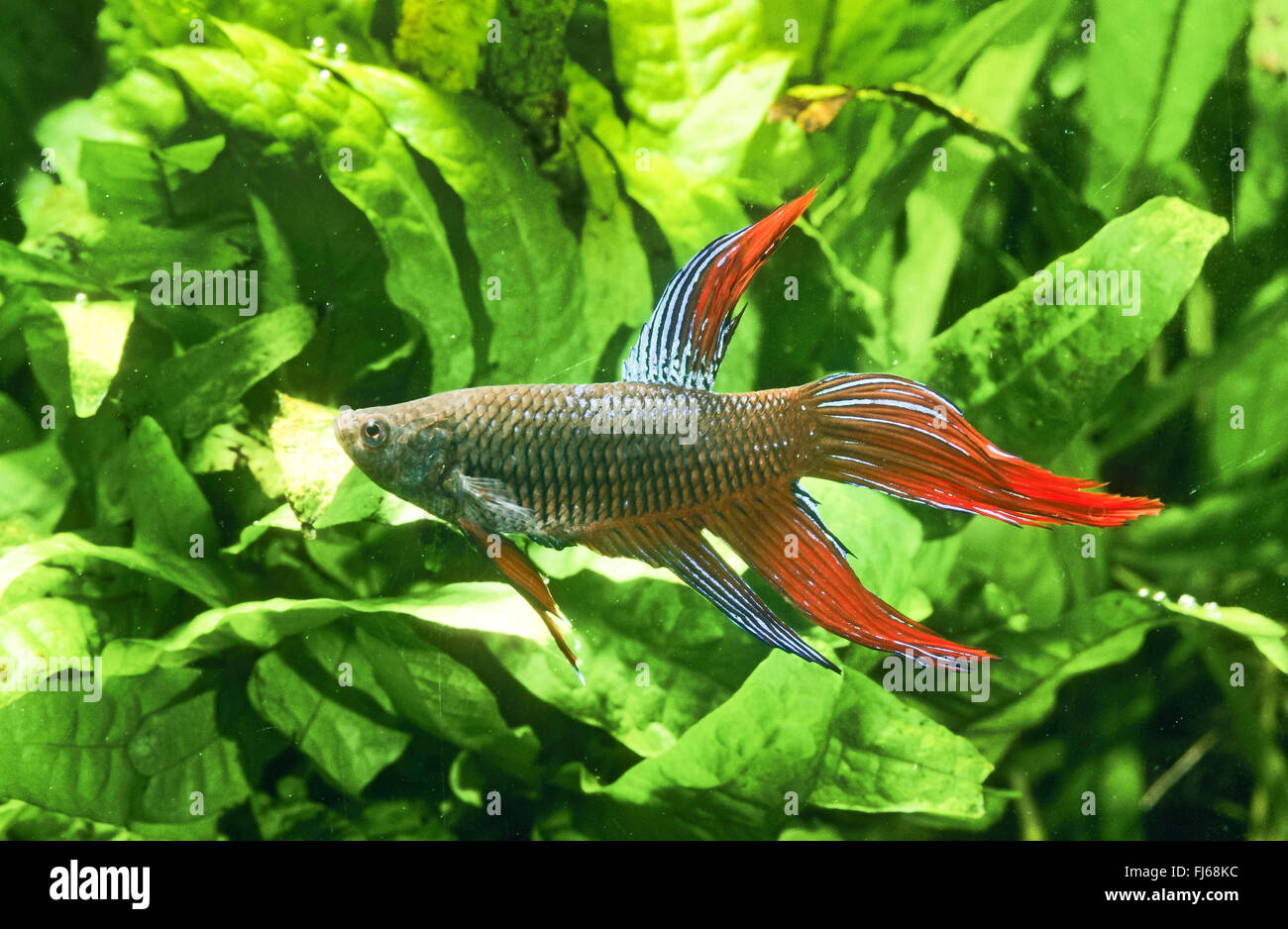 Siamese fighting fish, Siamese fighter (Betta splendens), male Stock Photo Alamy