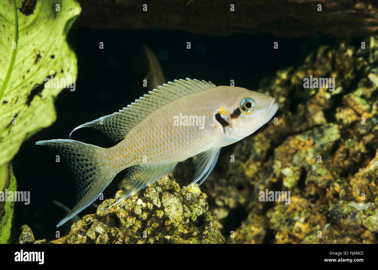 Princess cichlid, Princess of Burundi, Lyretail cichlid, Fairy cichlid, Brichard's Lamprologus (Neolamprologus brichardi, Lamprologus brichardi, Lamprologus elongatus), swimming Stock Photo