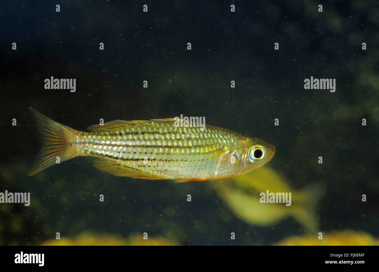 Dwarf Rainbowfish (Melanotaenia maccullochi), swimming Stock Photo