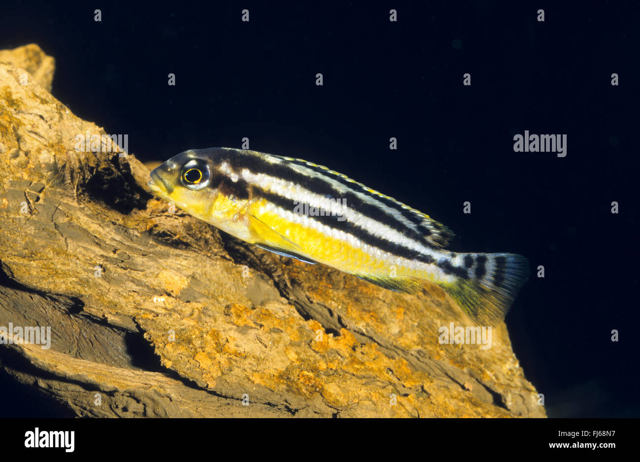 Golden mbuna, Auratus cichlid, Malawi golden cichlid (Melanochromis auratus, Pseudotropheus auratus), female Stock Photo