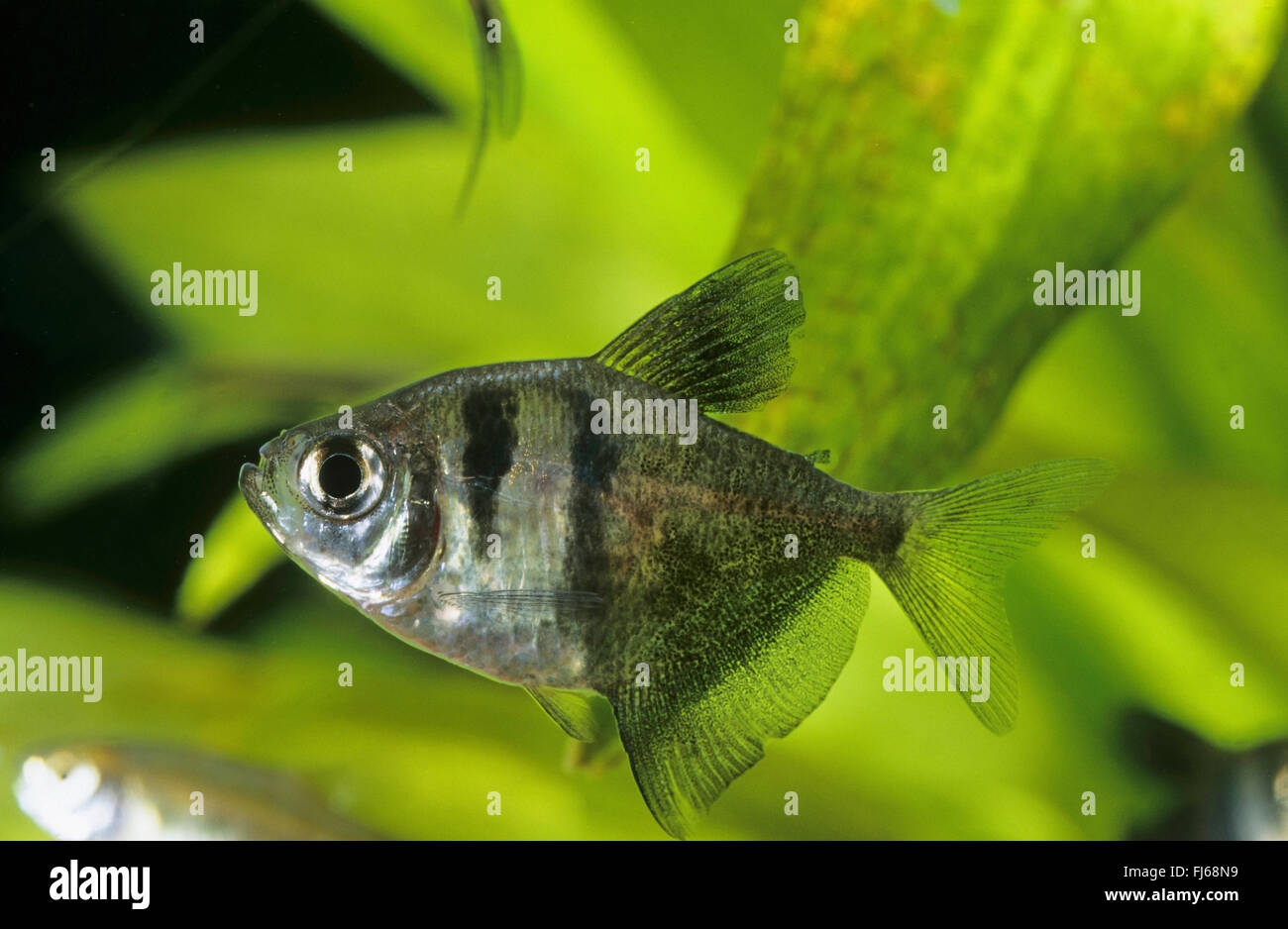 Black tetra, Black skirt tetra, Petticoat tetra, High-fin black skirt tetra, Black widow tetra (Gymnocorymbus ternetzi), swimming Stock Photo