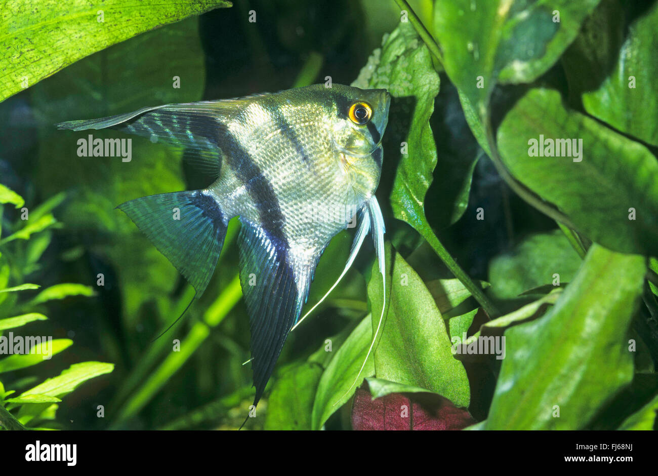 Tropical hot sale fish eggs