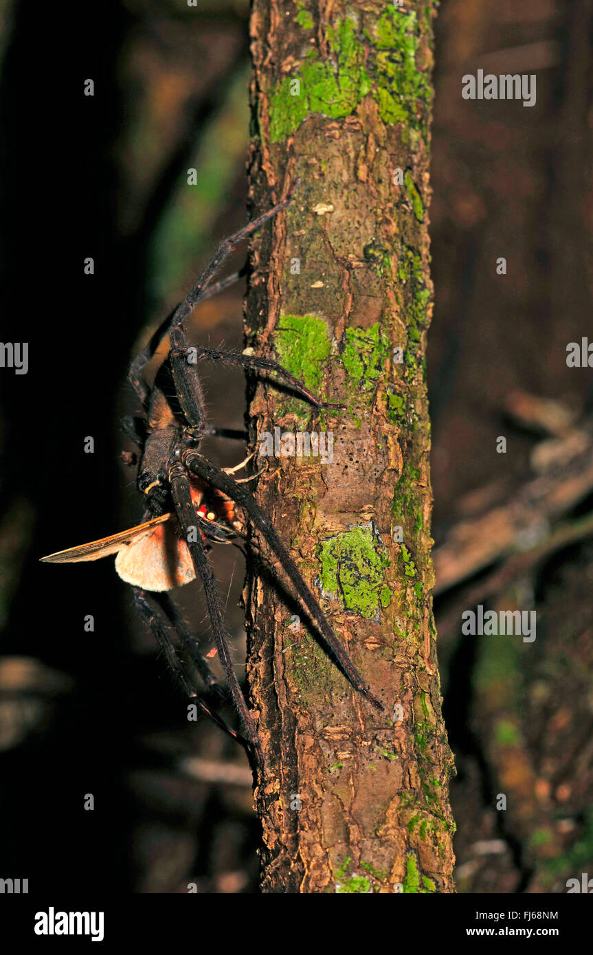 giant crab spider, huntsman spider (Heteropodidae), at a tree trunk with a as prey, New Caledonia, Ile des Pins Stock Photo