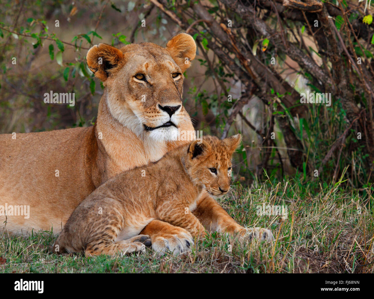 lion (Panthera leo), lioness with cub, Kenya, Masai Mara National Park ...