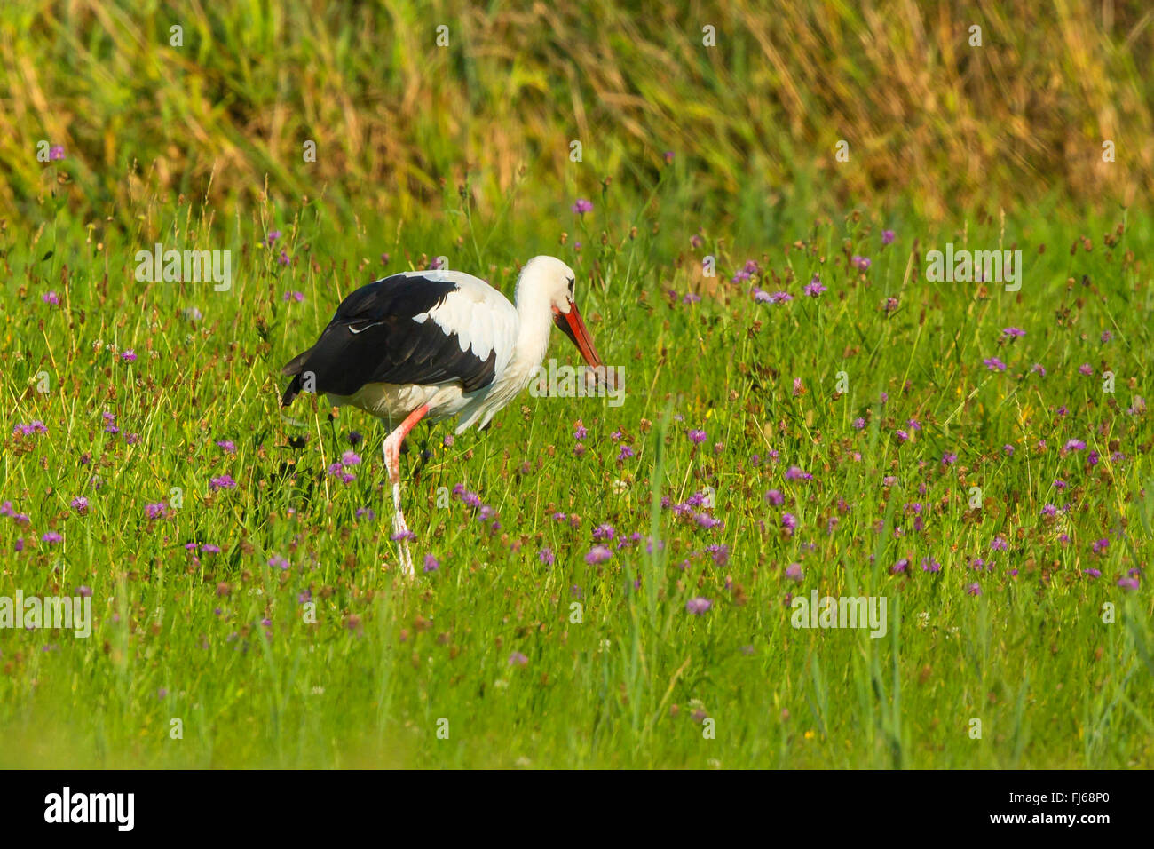 white stork (Ciconia ciconia), with caught vole in a flower meadow, Germany, Bavaria Stock Photo