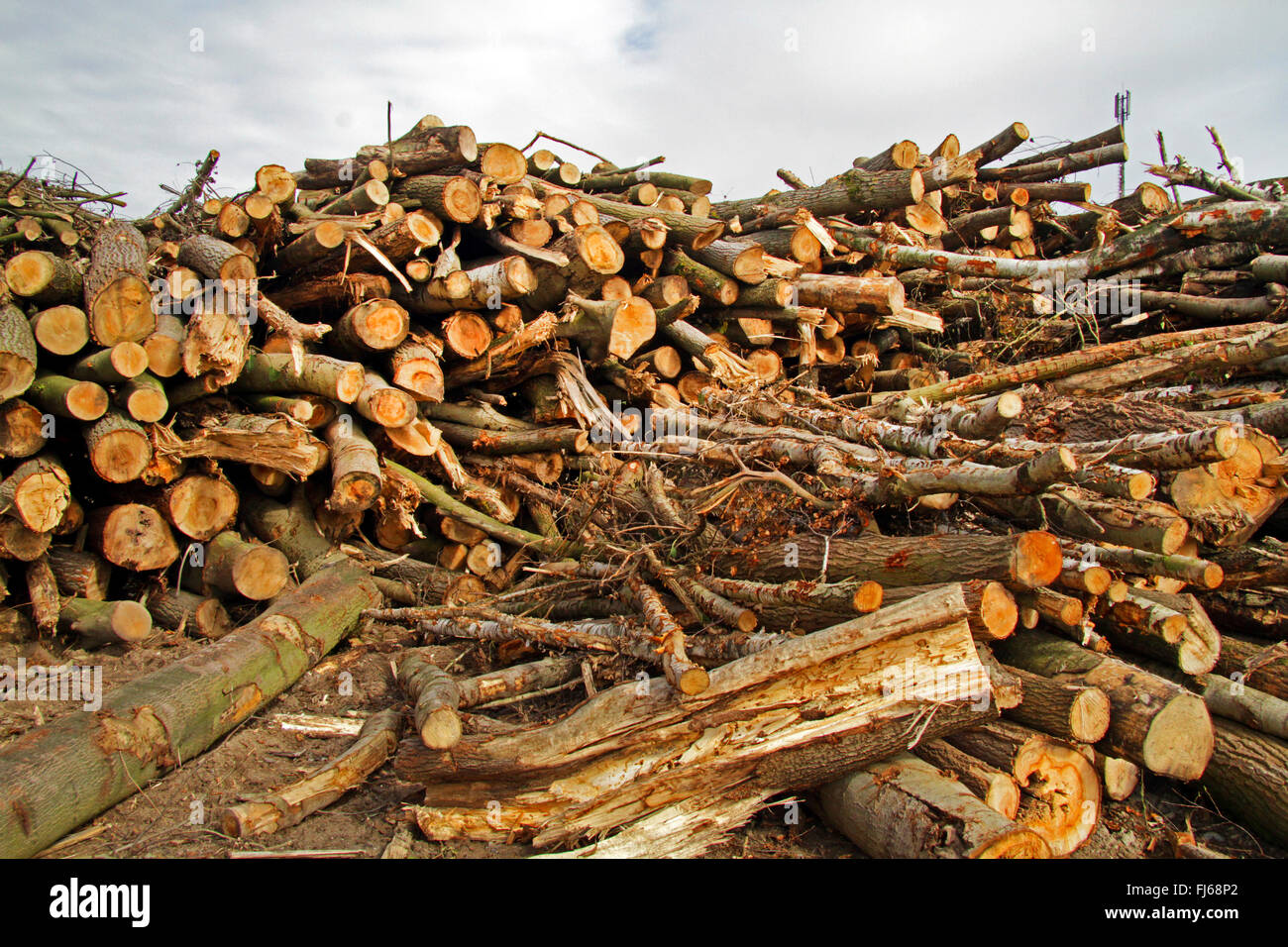 timber storage after deforestation, Germany Stock Photo
