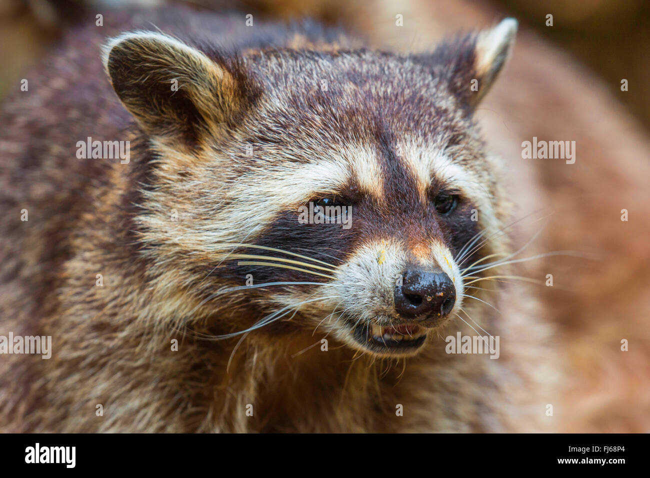 common raccoon (Procyon lotor), portrait, Germany Stock Photo