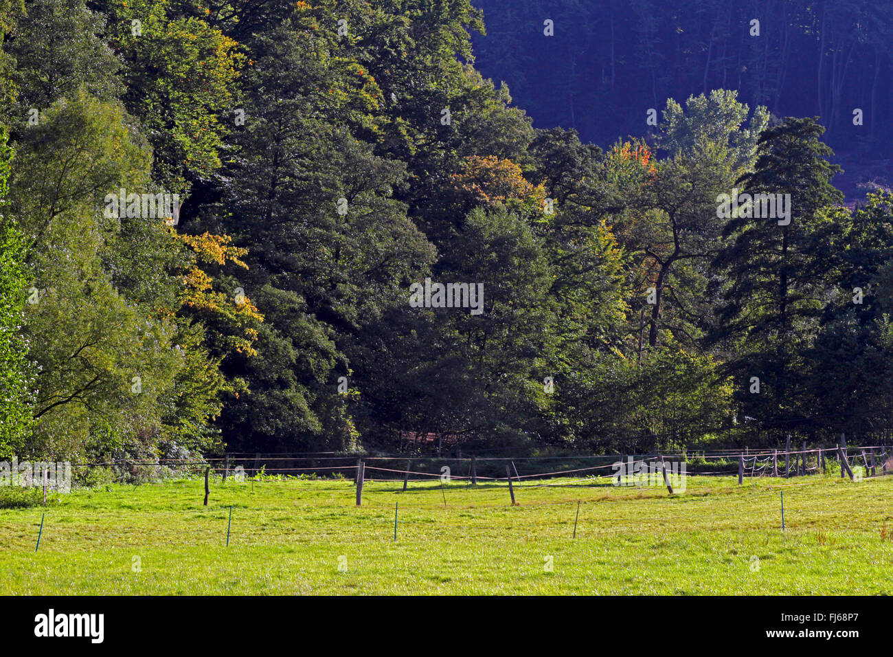 paddock at the edge of a forest, Germany Stock Photo